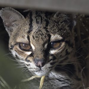 Margay