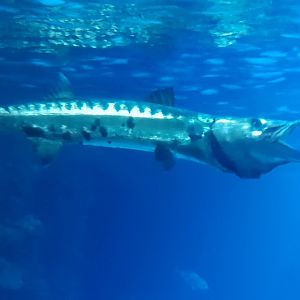 Barracuda