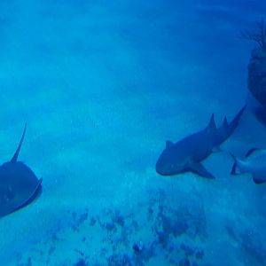 View into the Atlantic tank