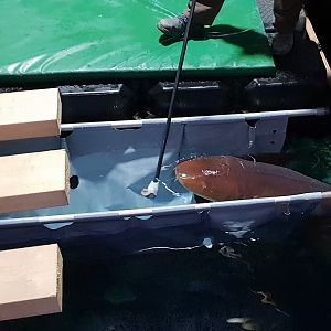 Nurse shark training
