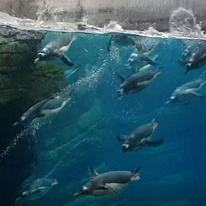 Diving Gentoo penguins