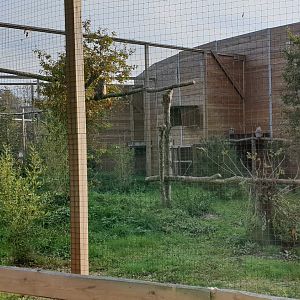 Aviary European eagle-owl