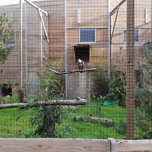 Rüppel's vulture aviary