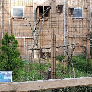 Striated caracara aviary