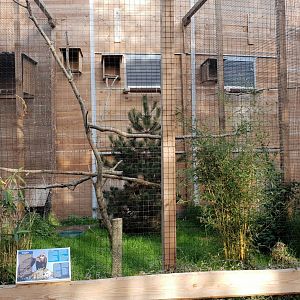 Hooded vulture aviary