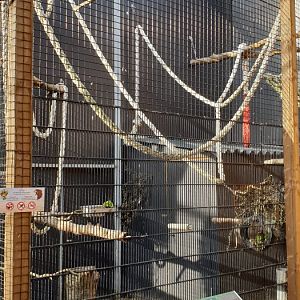 lue and yellow macaw aviary