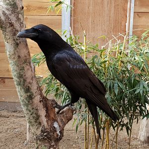 European raven
