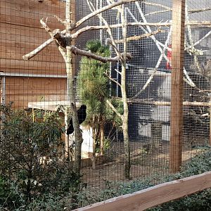 Aviary European raven