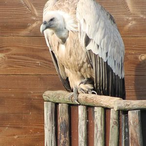 Griffon vulture