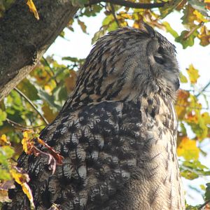 European eagle owl