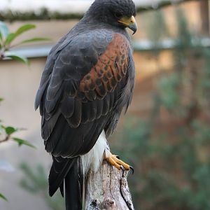 Harris hawk