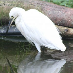 Little egret