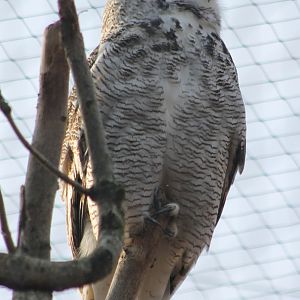 Northern great horned owl