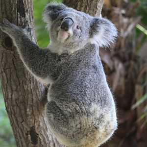 Queensland Koala