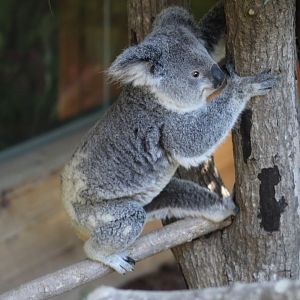 Queensland Koala