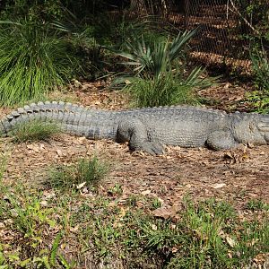 American Alligator
