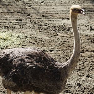 Masai Ostrich
