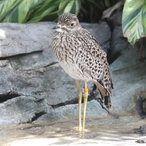 Cape Thick-Knee