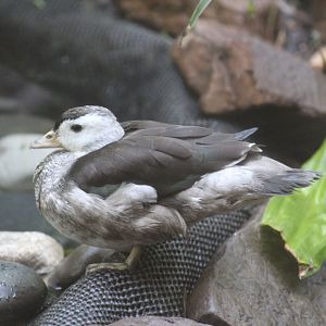 Indian Pygmy Goose