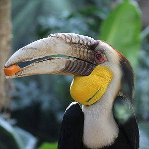 Wreathed Hornbill
