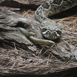 Glass Lizards & Rattlesnake