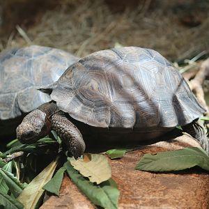 Western Santa Cruz Giant Tortoise