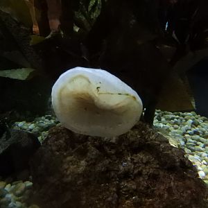 Lined Red Chiton (Tonicella lineata)