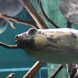 Giant South American River Turtle (Podocnemis expansa)