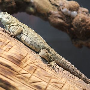 Grand Cayman Blue Iguana