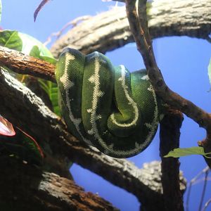 Amazon Basin Tree Boa