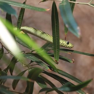 Western Green Mamba