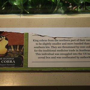 Chinese Banded King Cobra Signage