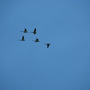 Rose-ringed parrots