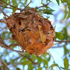 Tree ant nest