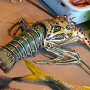 Someone's next meal...