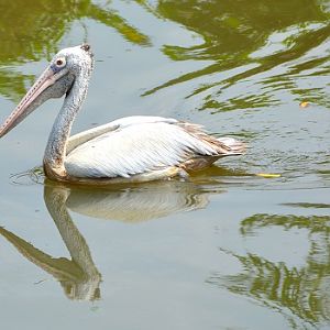 Spot-billed pelican