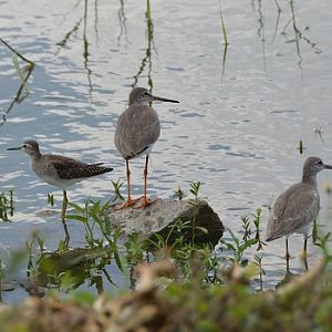 Waders  ID?