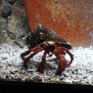 White-Spotted Hermit Crab