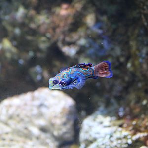 Mandarin Dragonet