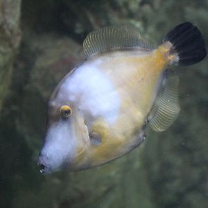 American White-Spotted Filefish