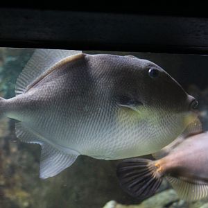 Grey Triggerfish