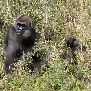 Gorillas in the Bush