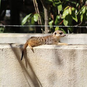 Meerkat