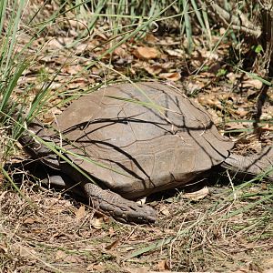 Burmese Mountain Tortoise