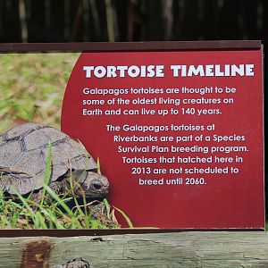 Giant Tortoise SSP Sign
