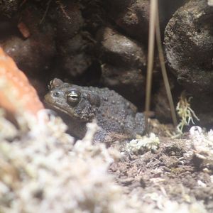Southern Toad