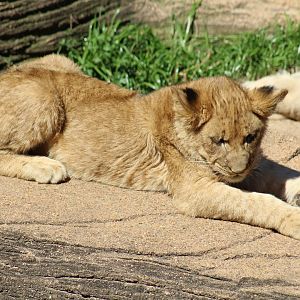 Southern Lion Cub
