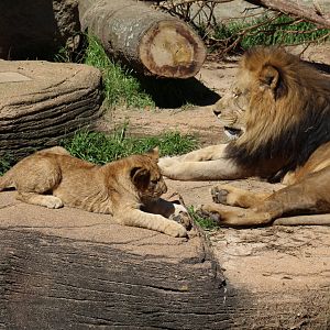 Father and Cub
