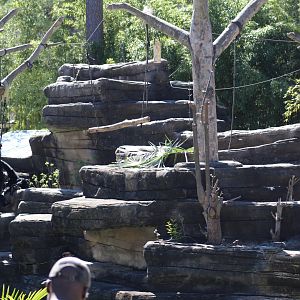 Siamang Enclosure Part 1