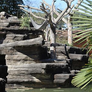 Siamang Enclosure Part 2